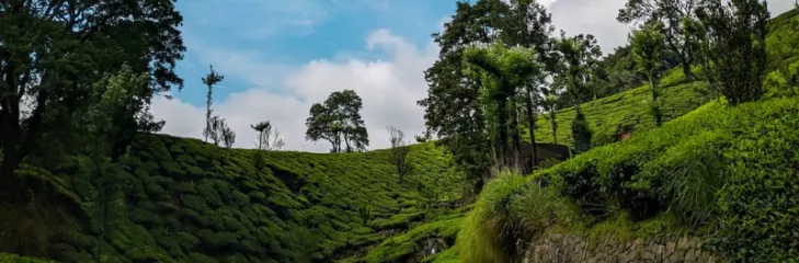 Magical Munnar Trip: Explore Best Kerala Hill Station To Enjoy An Unforgettable Journey