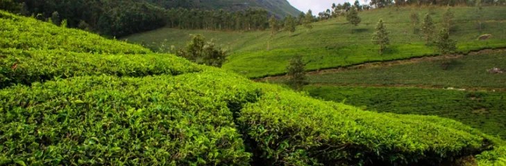Top Hill Stations Of Kerala You Must See In Winter Vacations To Enjoy A Memorable Time