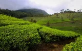 Top Hill Stations Of Kerala You Must See In Winter Vacations To Enjoy A Memorable Time