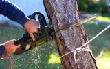 Professional Tree Trimming in Mordialloc